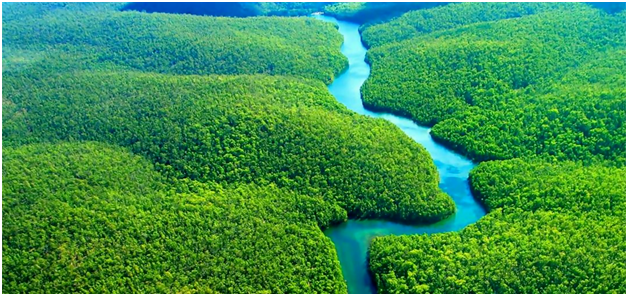 Amazon rainforest