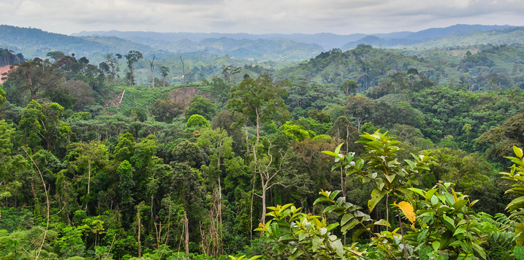 Congo Rain forest