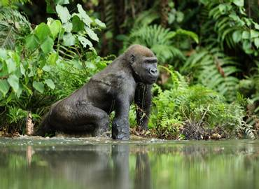 Congo Wildlife