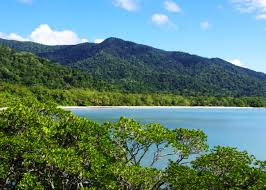 Daintree Rainforest