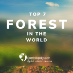 Top 7 forest in the Wolrd