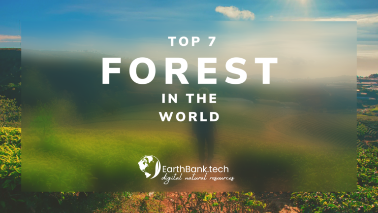 Top 7 forest in the Wolrd