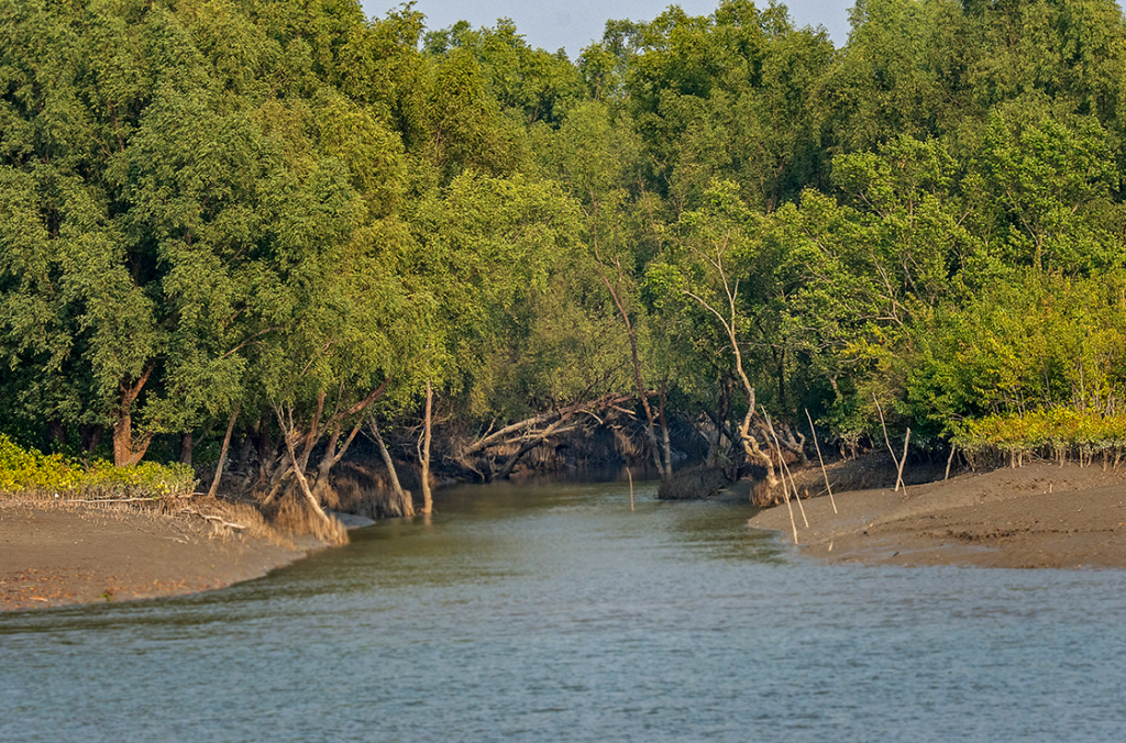 Sundarbans Mangrove Forest