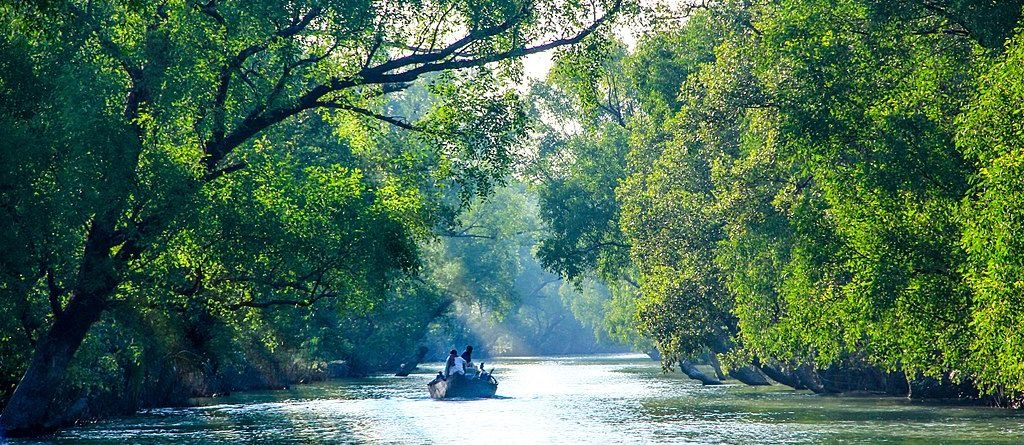 Sundarbans Mangrove Forest View