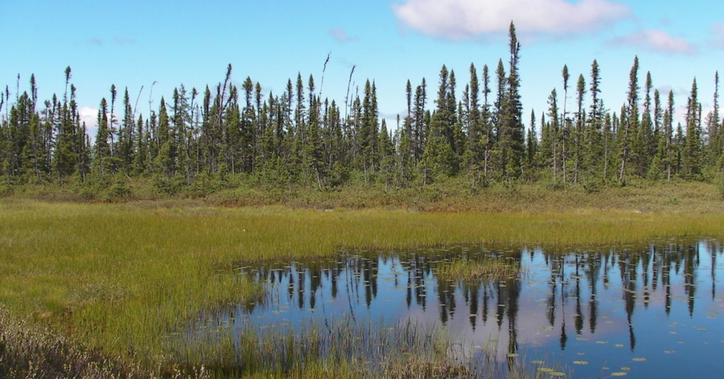 Taiga (Boreal Forest)