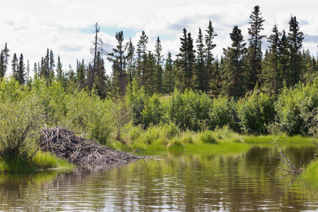 boreal-forest-taiga-riparian-wet