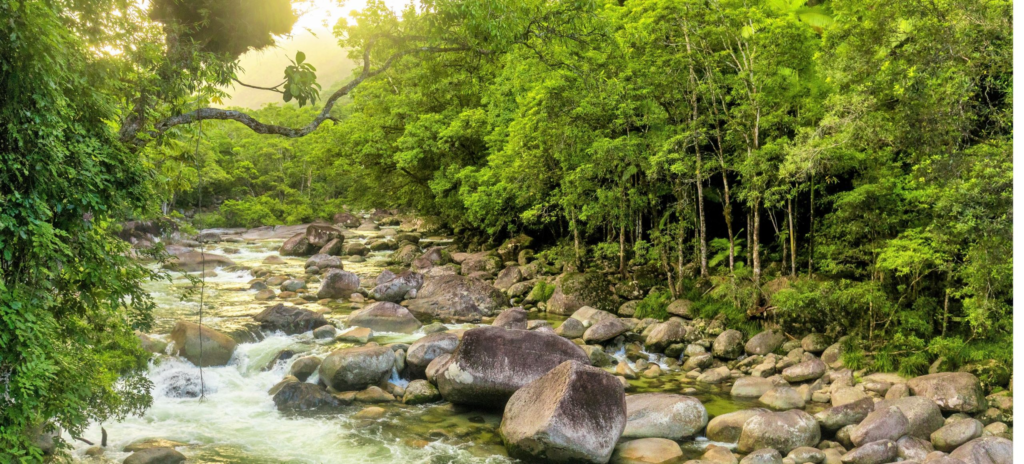 daintree-rainforest